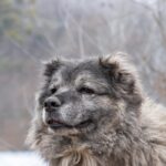 冬の自然を満喫する犬