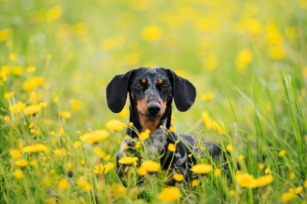 春の野を散歩する犬