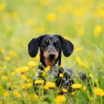 春の野を散歩する犬