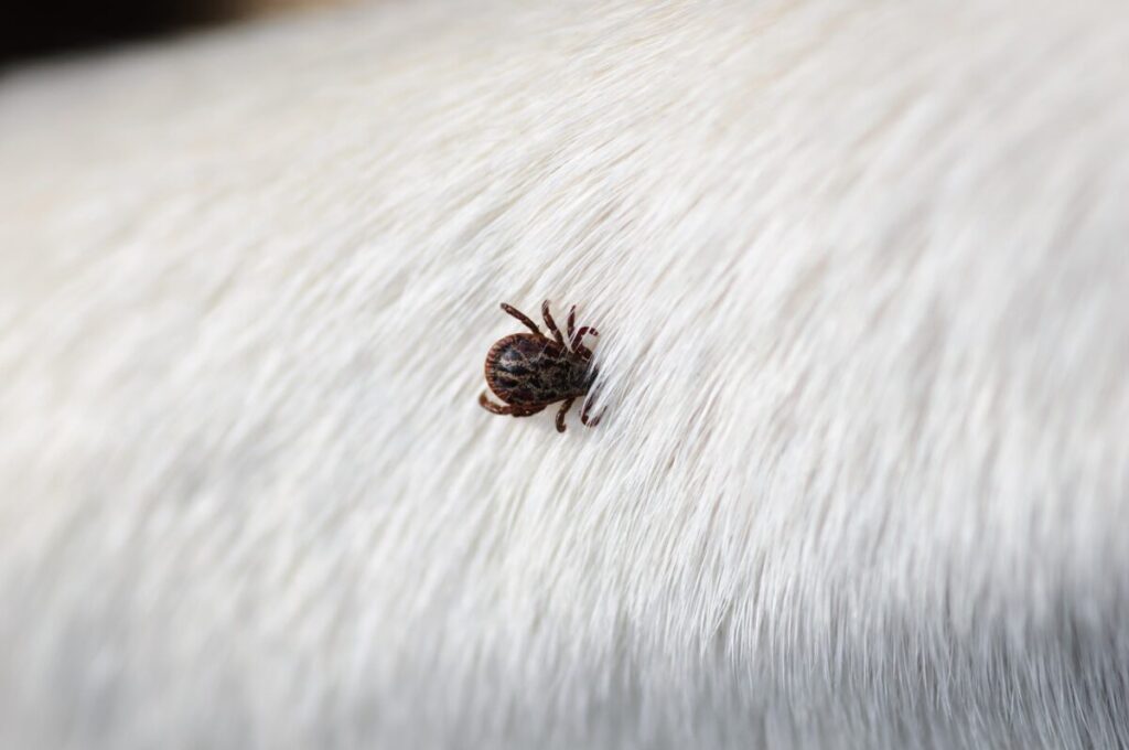 犬に寄生したダニ