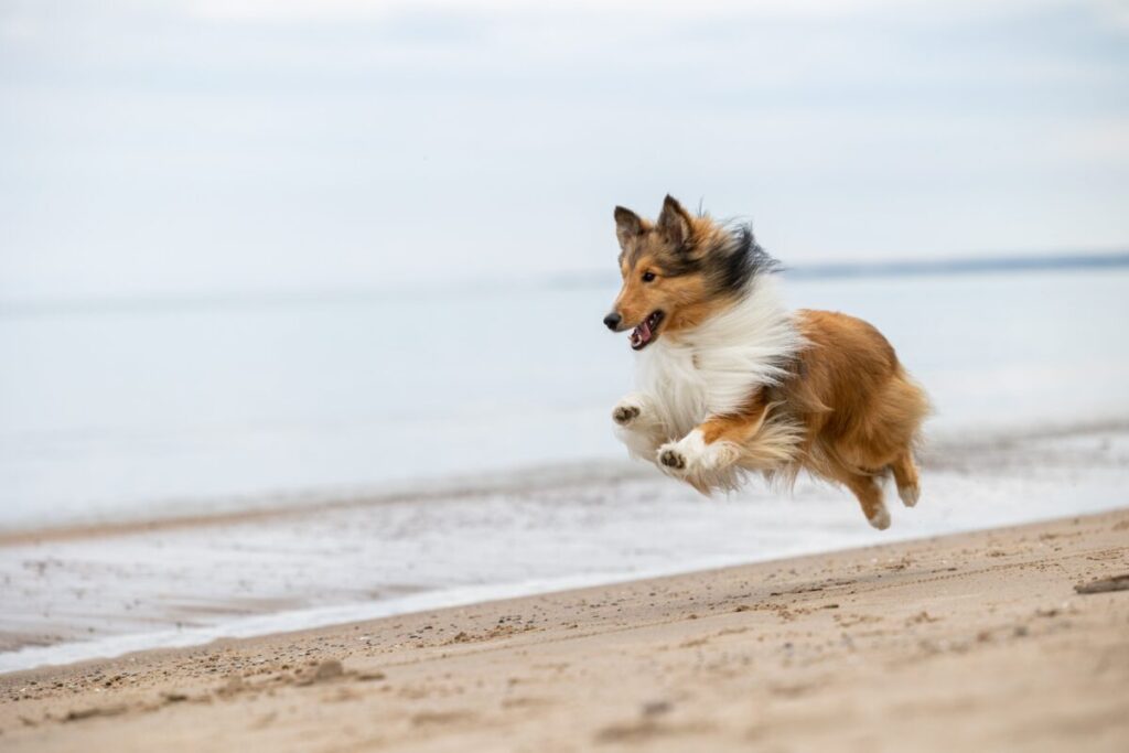 海岸を走る毛並みの美しい犬