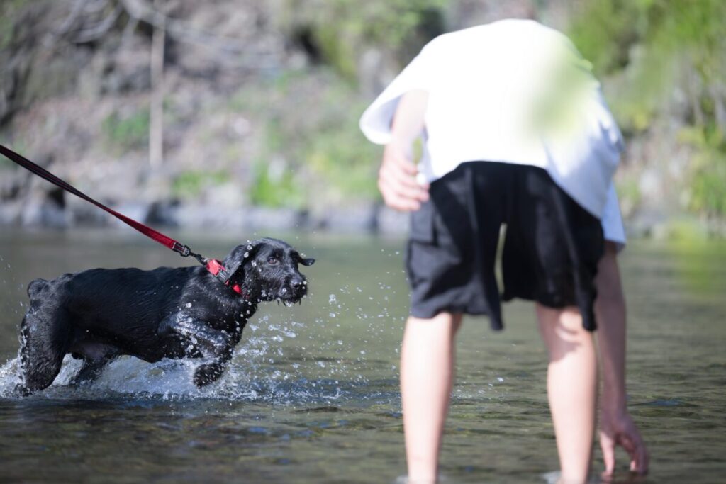 川で遊ぶ犬と飼い主様