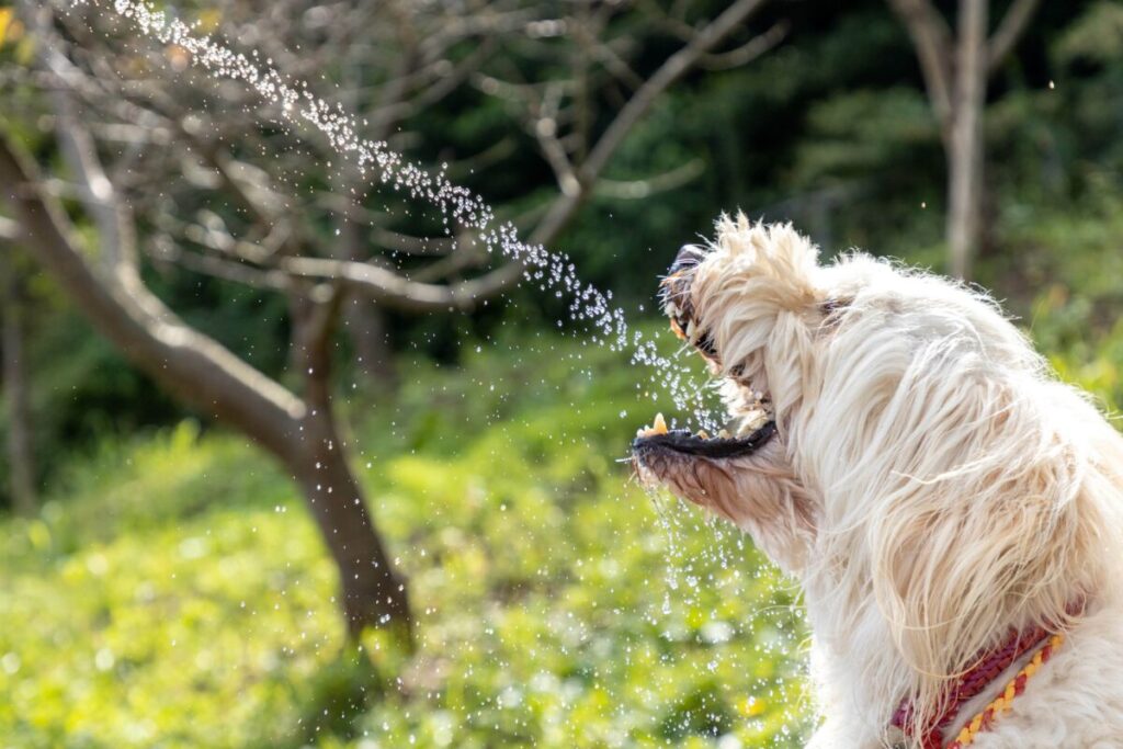 ホースの水で遊ぶ犬