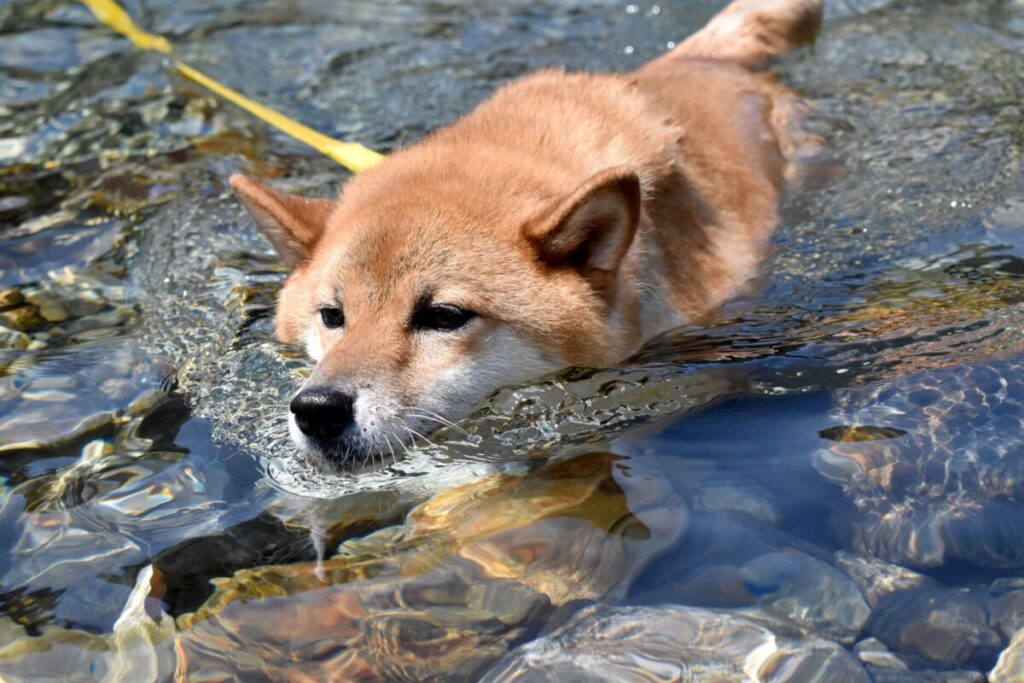 泳ぐ犬