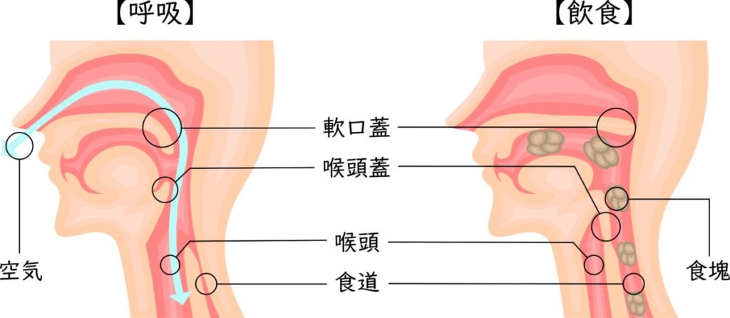 呼吸と嚥下の違い