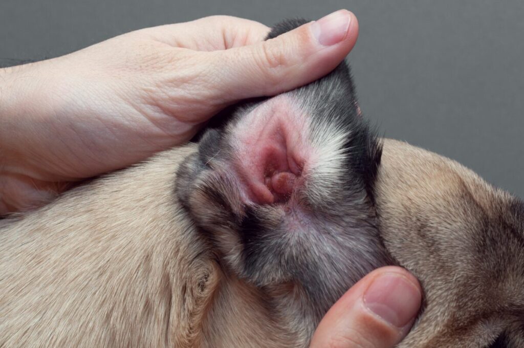 犬の皮膚病の診察