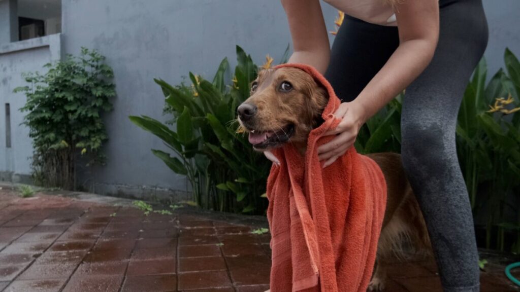 濡れた犬を拭く女性
