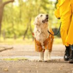 レインコートを着て散歩する犬と飼い主