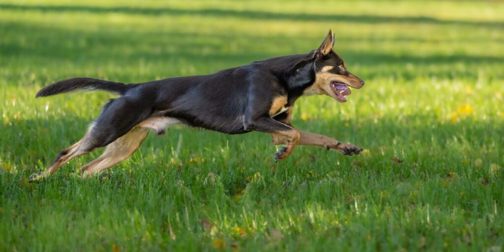 走る犬