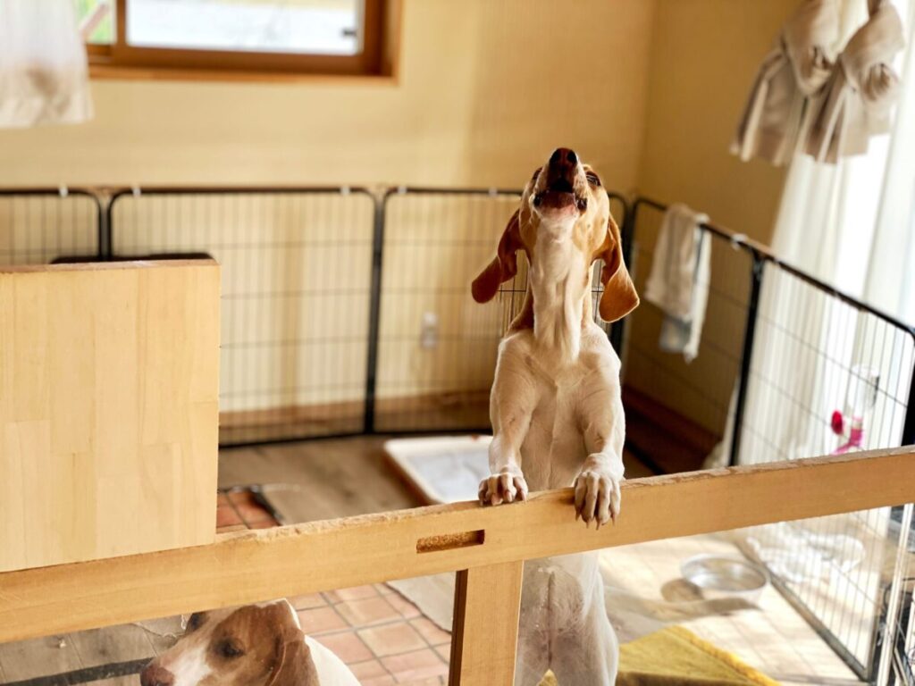 退屈で吠え続ける犬