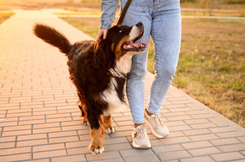 楽しい犬との散歩