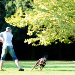 フリスビーで遊ぶ犬