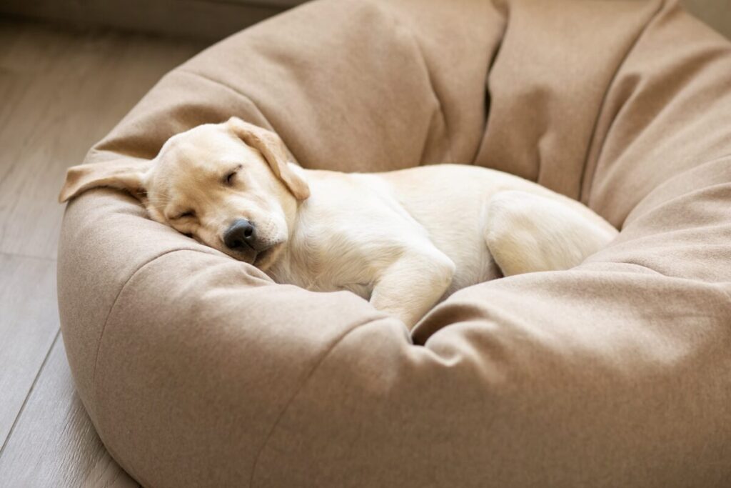 ベッドで眠る犬