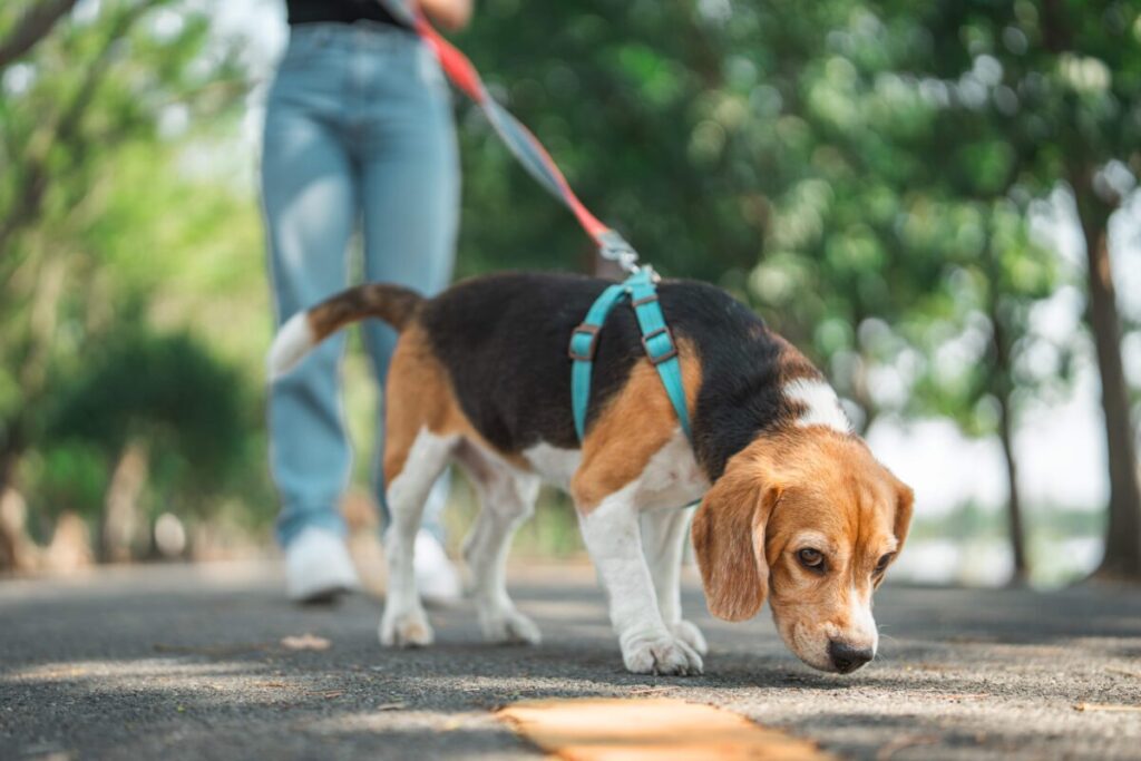 ニオイを嗅ぎながら散歩する犬