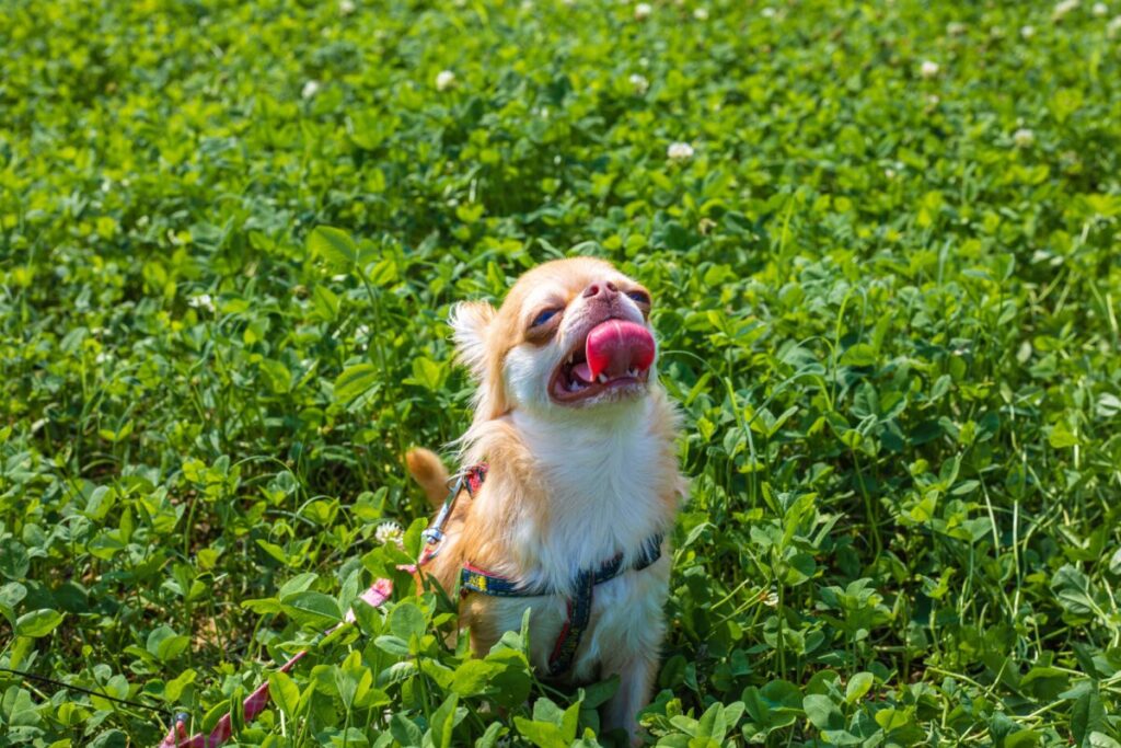 炎天下で息苦しそうな犬