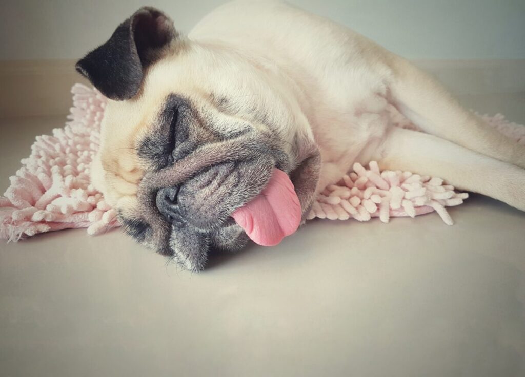 元気のない犬