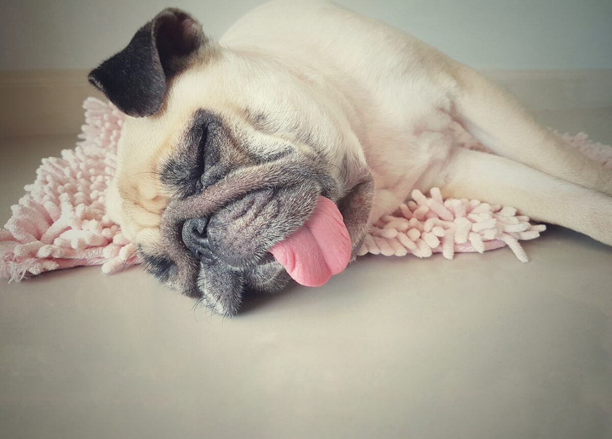 元気のない犬