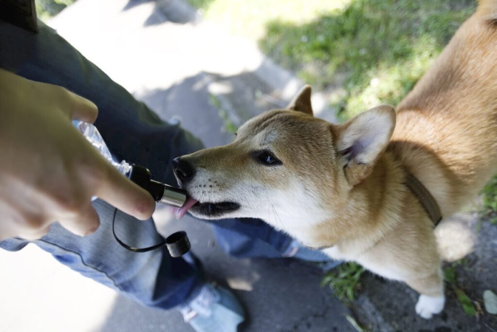 散歩中に水を飲む犬