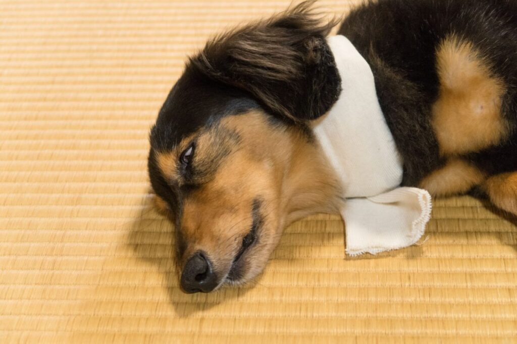 濡れタオルで首を冷やす犬