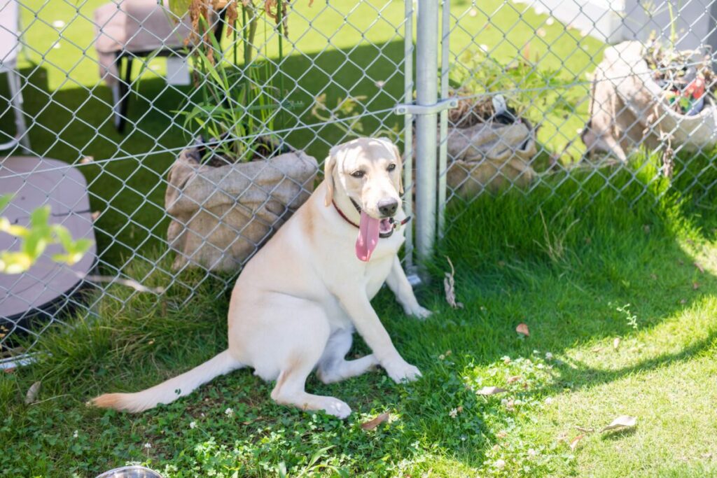 日陰で休む犬
