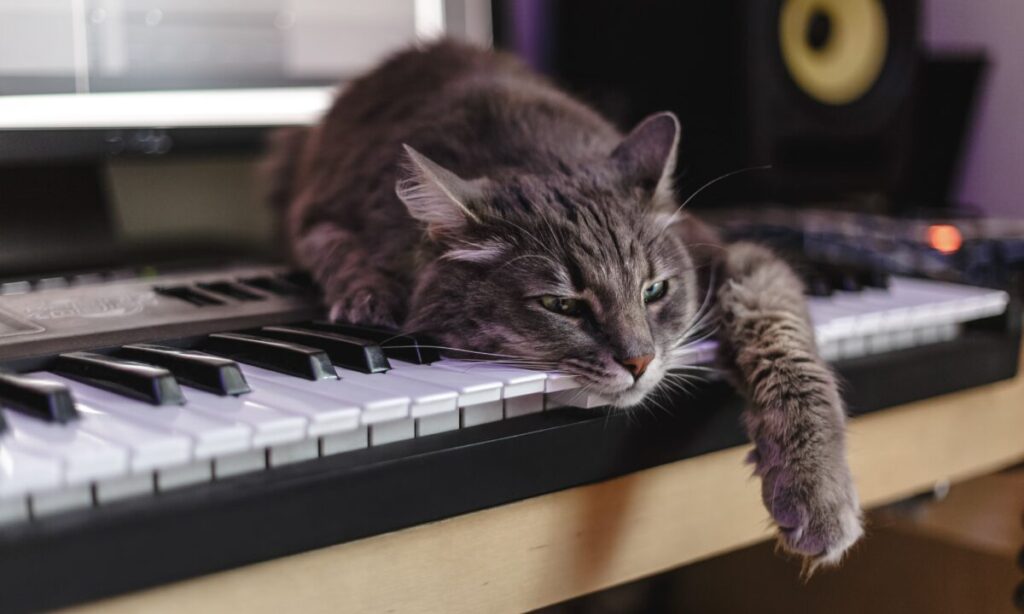 ぐったりした猫