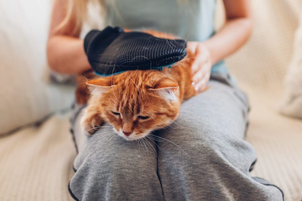 猫のブラッシング