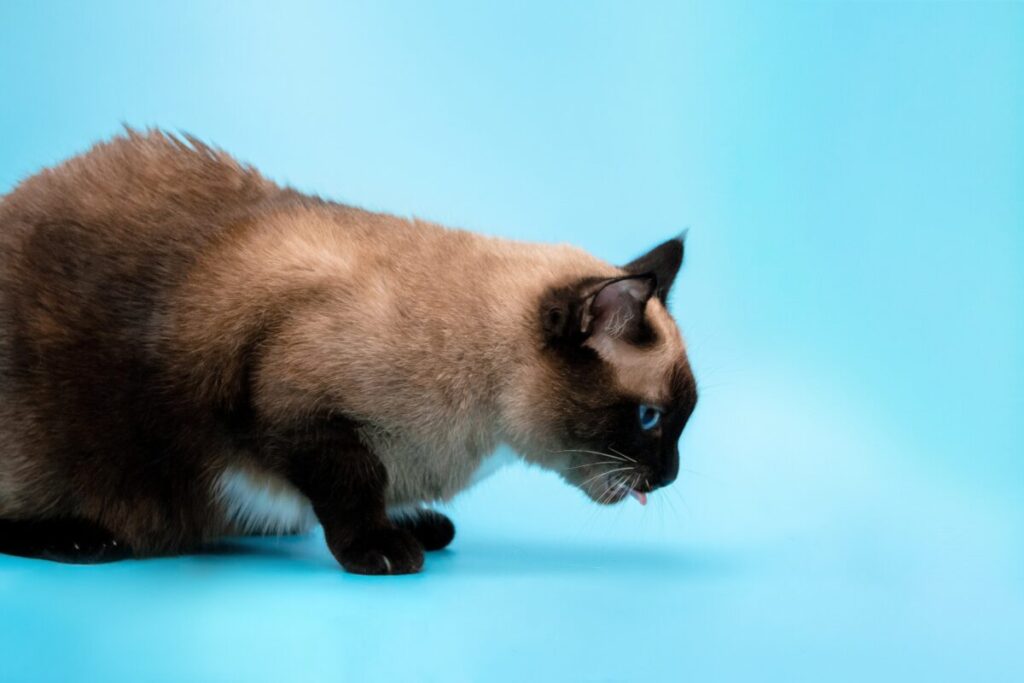 嘔吐する猫