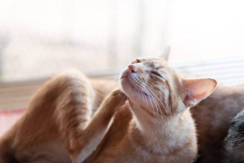 体を掻く猫