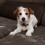 抜け毛が絡んだソファ