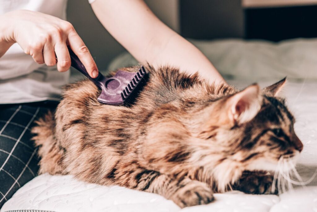 猫をブラッシングする飼い主様