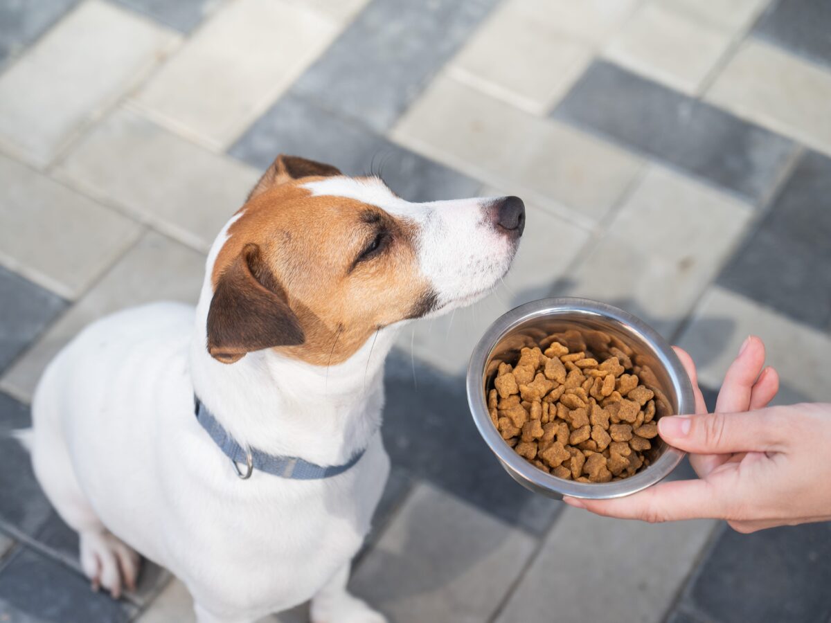 食欲不振の犬