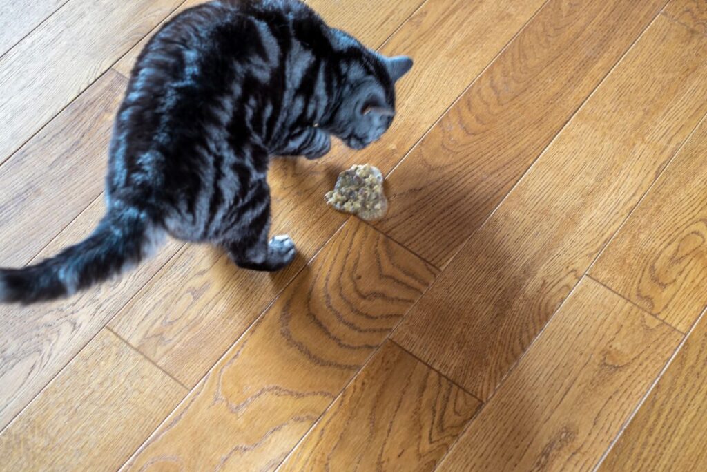 嘔吐する猫