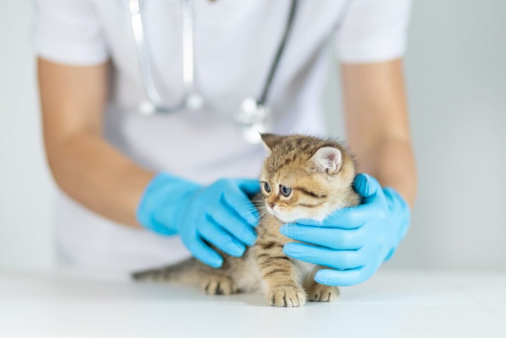子猫の診察