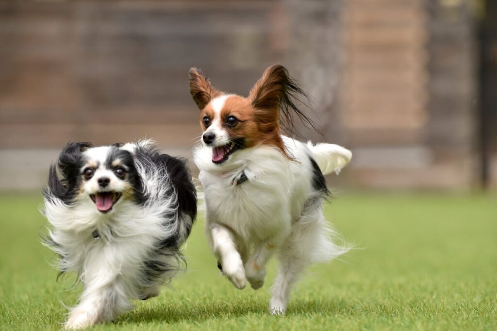 元気に走る犬