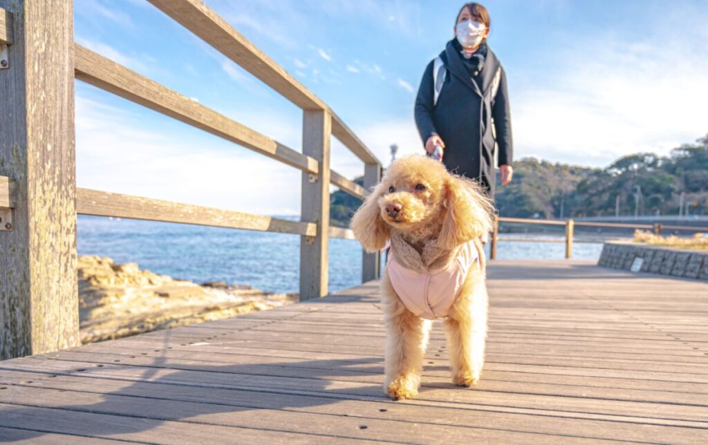 洋服を着て散歩する犬