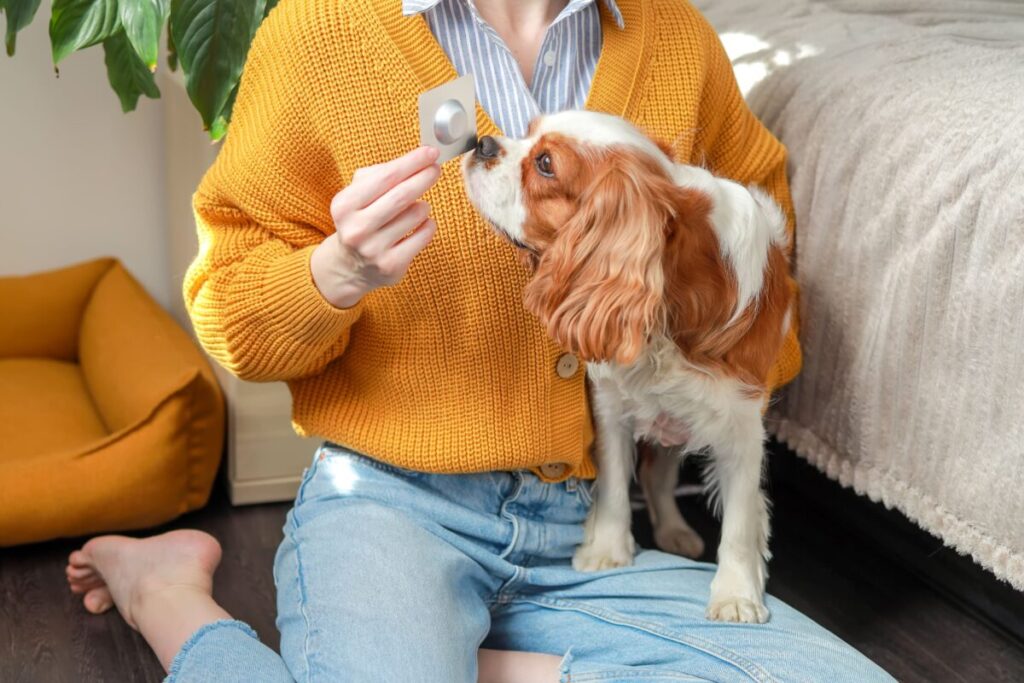 犬のマダニ予防