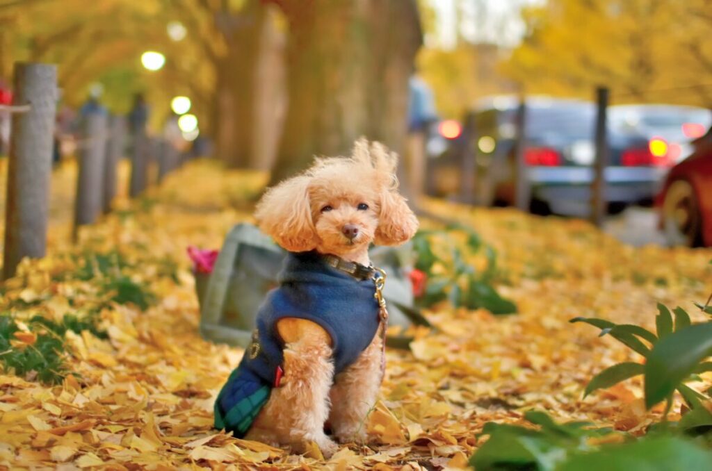 銀杏並木を散歩する犬